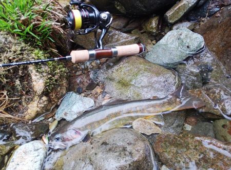 雪の残る渓流でイワナ爆釣 ～九頭竜川水系～